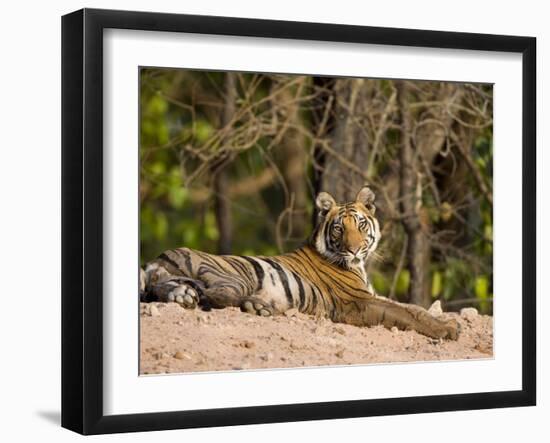 Bengal Tiger, Panthera Tigris Tigris, Bandhavgarh National Park, Madhya Pradesh, India, Asia-Thorsten Milse-Framed Photographic Print