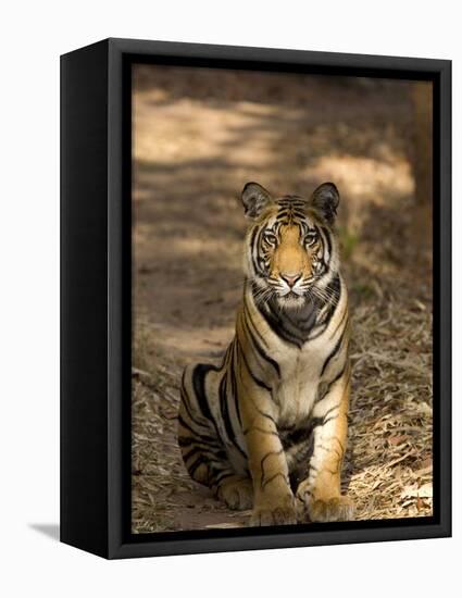 Bengal Tiger, Panthera Tigris Tigris, Bandhavgarh National Park, Madhya Pradesh, India, Asia-Thorsten Milse-Framed Premier Image Canvas