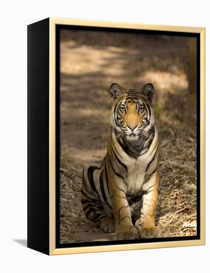 Bengal Tiger, Panthera Tigris Tigris, Bandhavgarh National Park, Madhya Pradesh, India, Asia-Thorsten Milse-Framed Premier Image Canvas