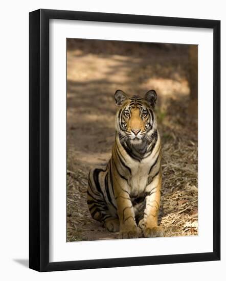 Bengal Tiger, Panthera Tigris Tigris, Bandhavgarh National Park, Madhya Pradesh, India, Asia-Thorsten Milse-Framed Photographic Print