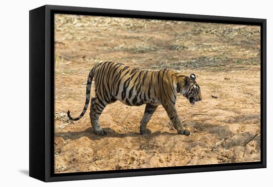 Bengal tiger (Panthera tigris tigris), Bandhavgarh National Park, Madhya Pradesh, India, Asia-Sergio Pitamitz-Framed Premier Image Canvas