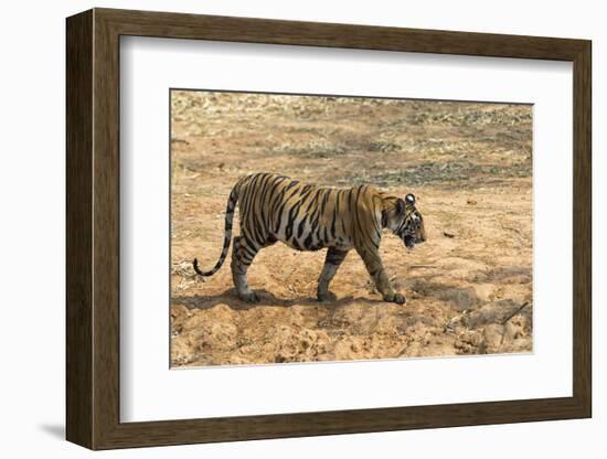 Bengal tiger (Panthera tigris tigris), Bandhavgarh National Park, Madhya Pradesh, India, Asia-Sergio Pitamitz-Framed Photographic Print