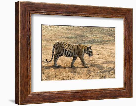 Bengal tiger (Panthera tigris tigris), Bandhavgarh National Park, Madhya Pradesh, India, Asia-Sergio Pitamitz-Framed Photographic Print