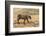 Bengal tiger (Panthera tigris tigris), Bandhavgarh National Park, Madhya Pradesh, India, Asia-Sergio Pitamitz-Framed Photographic Print