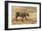 Bengal tiger (Panthera tigris tigris), Bandhavgarh National Park, Madhya Pradesh, India, Asia-Sergio Pitamitz-Framed Photographic Print