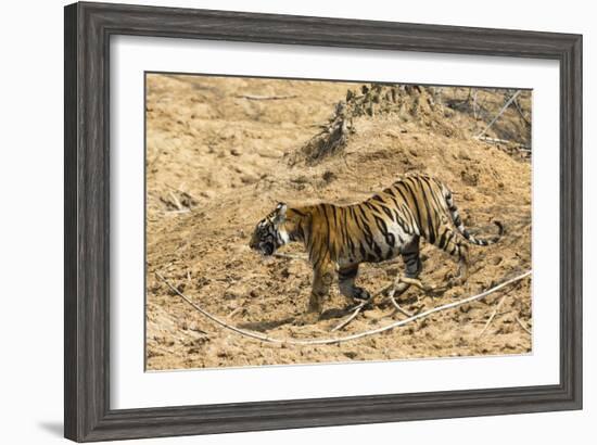 Bengal tiger (Panthera tigris tigris), Bandhavgarh National Park, Madhya Pradesh, India, Asia-Sergio Pitamitz-Framed Photographic Print