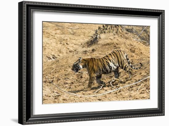 Bengal tiger (Panthera tigris tigris), Bandhavgarh National Park, Madhya Pradesh, India, Asia-Sergio Pitamitz-Framed Photographic Print