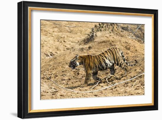 Bengal tiger (Panthera tigris tigris), Bandhavgarh National Park, Madhya Pradesh, India, Asia-Sergio Pitamitz-Framed Photographic Print