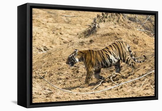 Bengal tiger (Panthera tigris tigris), Bandhavgarh National Park, Madhya Pradesh, India, Asia-Sergio Pitamitz-Framed Premier Image Canvas