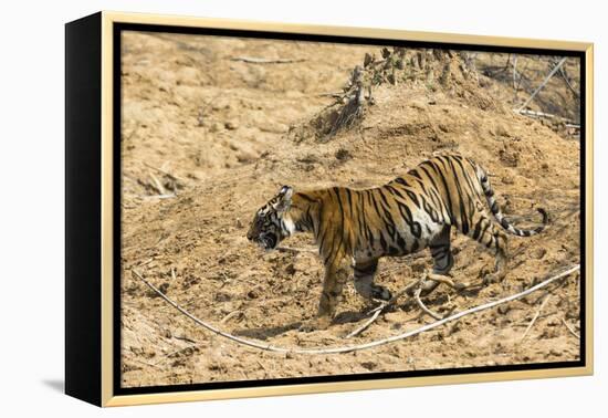 Bengal tiger (Panthera tigris tigris), Bandhavgarh National Park, Madhya Pradesh, India, Asia-Sergio Pitamitz-Framed Premier Image Canvas