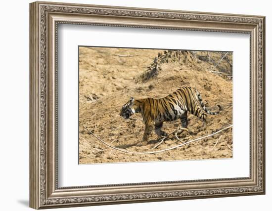 Bengal tiger (Panthera tigris tigris), Bandhavgarh National Park, Madhya Pradesh, India, Asia-Sergio Pitamitz-Framed Photographic Print