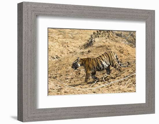 Bengal tiger (Panthera tigris tigris), Bandhavgarh National Park, Madhya Pradesh, India, Asia-Sergio Pitamitz-Framed Photographic Print