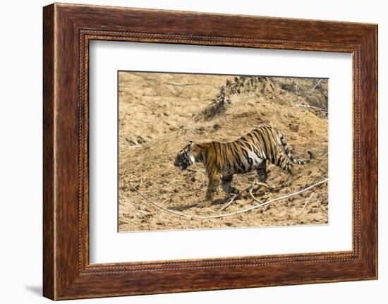 Bengal tiger (Panthera tigris tigris), Bandhavgarh National Park, Madhya Pradesh, India, Asia-Sergio Pitamitz-Framed Photographic Print