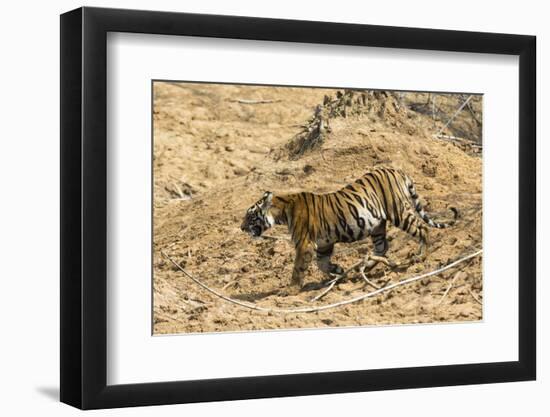 Bengal tiger (Panthera tigris tigris), Bandhavgarh National Park, Madhya Pradesh, India, Asia-Sergio Pitamitz-Framed Photographic Print