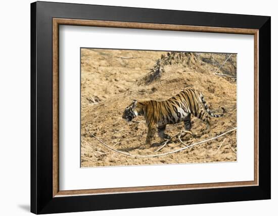 Bengal tiger (Panthera tigris tigris), Bandhavgarh National Park, Madhya Pradesh, India, Asia-Sergio Pitamitz-Framed Photographic Print