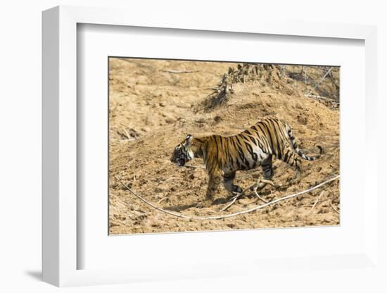 Bengal tiger (Panthera tigris tigris), Bandhavgarh National Park, Madhya Pradesh, India, Asia-Sergio Pitamitz-Framed Photographic Print