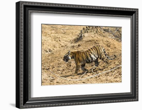 Bengal tiger (Panthera tigris tigris), Bandhavgarh National Park, Madhya Pradesh, India, Asia-Sergio Pitamitz-Framed Photographic Print