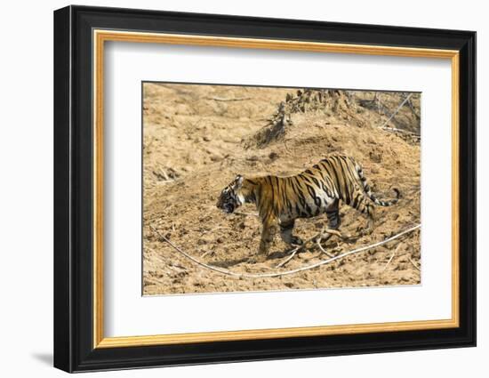 Bengal tiger (Panthera tigris tigris), Bandhavgarh National Park, Madhya Pradesh, India, Asia-Sergio Pitamitz-Framed Photographic Print