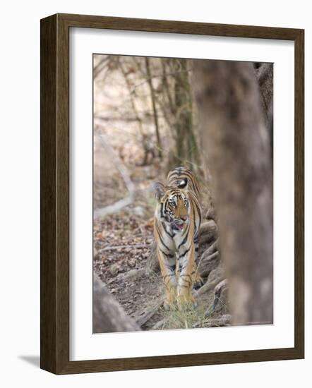 Bengal Tiger, Panthera Tigris Tigris, Bandhavgarh National Park, Madhya Pradesh, India-Thorsten Milse-Framed Photographic Print