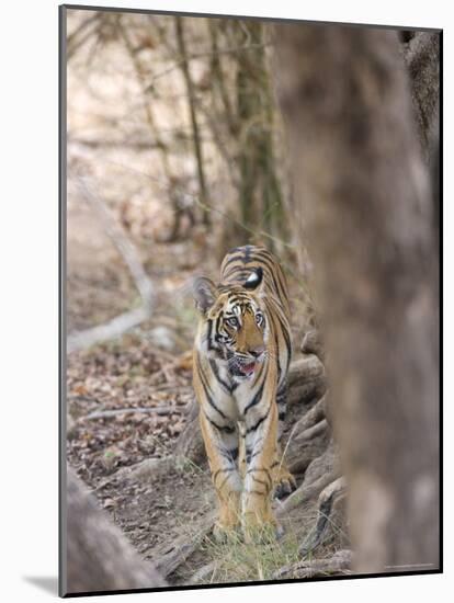 Bengal Tiger, Panthera Tigris Tigris, Bandhavgarh National Park, Madhya Pradesh, India-Thorsten Milse-Mounted Photographic Print