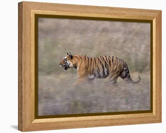 Bengal Tiger, Panthera Tigris Tigris, Bandhavgarh National Park, Madhya Pradesh, India-Thorsten Milse-Framed Premier Image Canvas