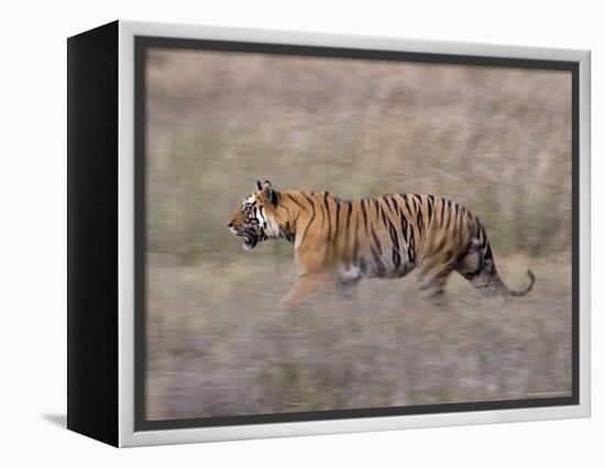 Bengal Tiger, Panthera Tigris Tigris, Bandhavgarh National Park, Madhya Pradesh, India-Thorsten Milse-Framed Premier Image Canvas