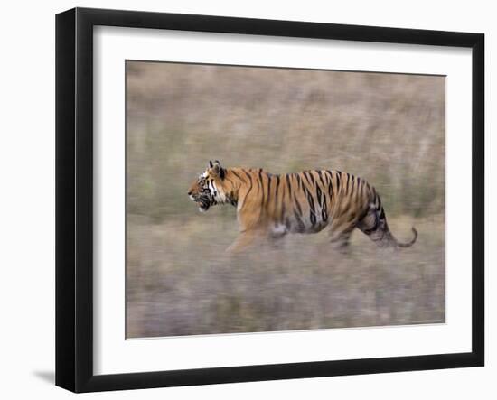 Bengal Tiger, Panthera Tigris Tigris, Bandhavgarh National Park, Madhya Pradesh, India-Thorsten Milse-Framed Photographic Print