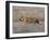 Bengal Tiger, Panthera Tigris Tigris, Bandhavgarh National Park, Madhya Pradesh, India-Thorsten Milse-Framed Photographic Print