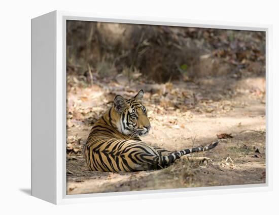 Bengal Tiger, Panthera Tigris Tigris, Bandhavgarh National Park, Madhya Pradesh, India-Thorsten Milse-Framed Premier Image Canvas