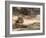 Bengal Tiger, Panthera Tigris Tigris, Bandhavgarh National Park, Madhya Pradesh, India-Thorsten Milse-Framed Photographic Print