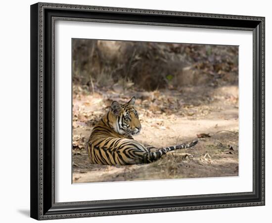 Bengal Tiger, Panthera Tigris Tigris, Bandhavgarh National Park, Madhya Pradesh, India-Thorsten Milse-Framed Photographic Print