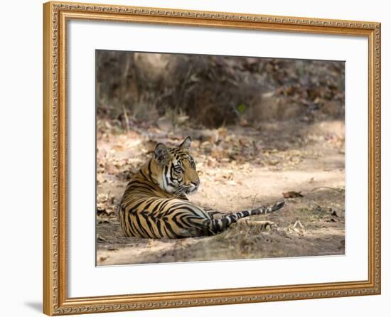 Bengal Tiger, Panthera Tigris Tigris, Bandhavgarh National Park, Madhya Pradesh, India-Thorsten Milse-Framed Photographic Print