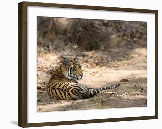 Bengal Tiger, Panthera Tigris Tigris, Bandhavgarh National Park, Madhya Pradesh, India-Thorsten Milse-Framed Photographic Print