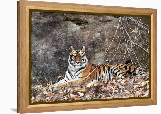 Bengal Tiger, Panthera Tigris Tigris, Bandhavgarh National Park, Madhya Pradesh, India-Kim Sullivan-Framed Premier Image Canvas