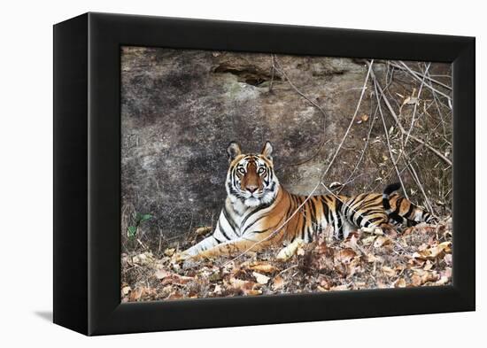 Bengal Tiger, Panthera Tigris Tigris, Bandhavgarh National Park, Madhya Pradesh, India-Kim Sullivan-Framed Premier Image Canvas