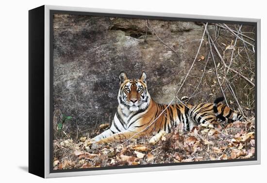 Bengal Tiger, Panthera Tigris Tigris, Bandhavgarh National Park, Madhya Pradesh, India-Kim Sullivan-Framed Premier Image Canvas