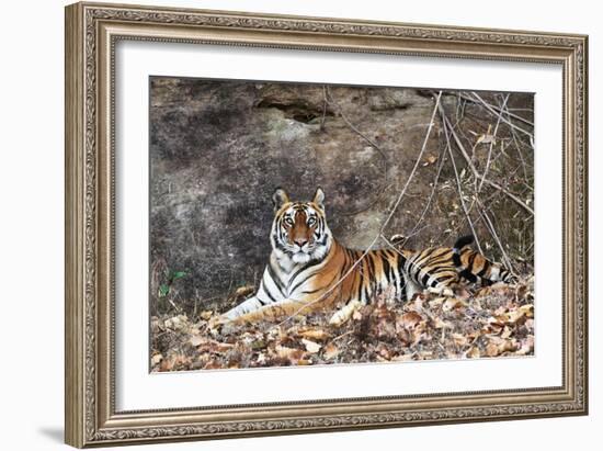 Bengal Tiger, Panthera Tigris Tigris, Bandhavgarh National Park, Madhya Pradesh, India-Kim Sullivan-Framed Photographic Print