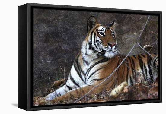 Bengal Tiger, Panthera Tigris Tigris, Bandhavgarh National Park, Madhya Pradesh, India-Kim Sullivan-Framed Premier Image Canvas