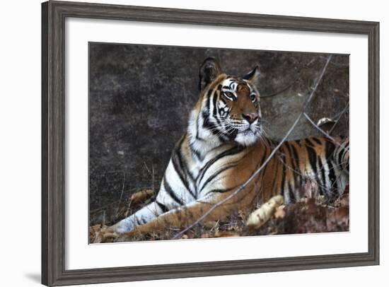 Bengal Tiger, Panthera Tigris Tigris, Bandhavgarh National Park, Madhya Pradesh, India-Kim Sullivan-Framed Photographic Print