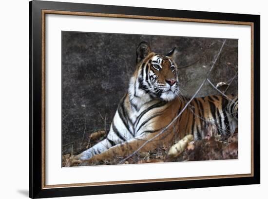 Bengal Tiger, Panthera Tigris Tigris, Bandhavgarh National Park, Madhya Pradesh, India-Kim Sullivan-Framed Photographic Print