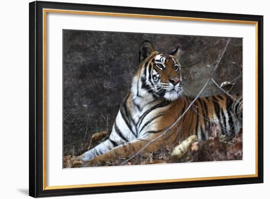 Bengal Tiger, Panthera Tigris Tigris, Bandhavgarh National Park, Madhya Pradesh, India-Kim Sullivan-Framed Photographic Print