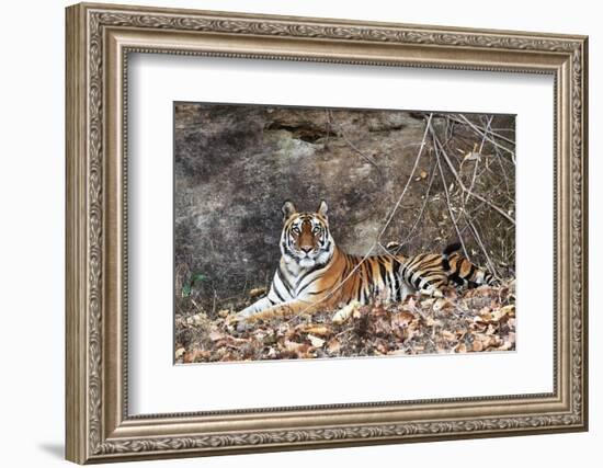 Bengal Tiger, Panthera Tigris Tigris, Bandhavgarh National Park, Madhya Pradesh, India-Kim Sullivan-Framed Photographic Print