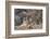 Bengal Tiger, Panthera Tigris Tigris, Bandhavgarh National Park, Madhya Pradesh, India-Kim Sullivan-Framed Photographic Print