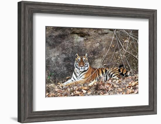 Bengal Tiger, Panthera Tigris Tigris, Bandhavgarh National Park, Madhya Pradesh, India-Kim Sullivan-Framed Photographic Print