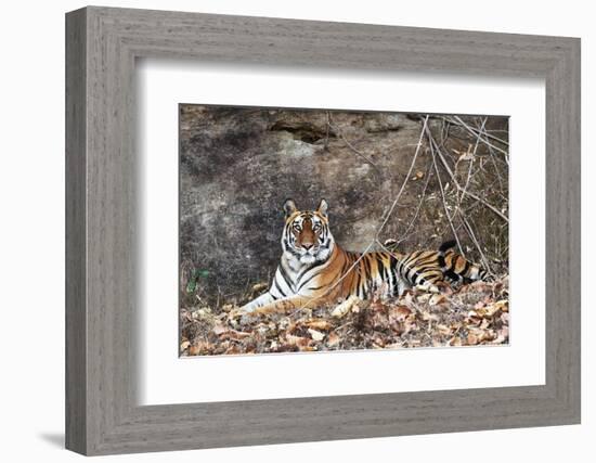 Bengal Tiger, Panthera Tigris Tigris, Bandhavgarh National Park, Madhya Pradesh, India-Kim Sullivan-Framed Photographic Print