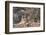 Bengal Tiger, Panthera Tigris Tigris, Bandhavgarh National Park, Madhya Pradesh, India-Kim Sullivan-Framed Photographic Print