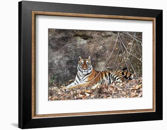 Bengal Tiger, Panthera Tigris Tigris, Bandhavgarh National Park, Madhya Pradesh, India-Kim Sullivan-Framed Photographic Print