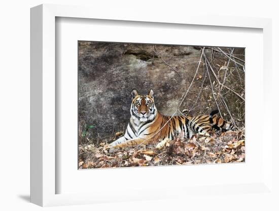 Bengal Tiger, Panthera Tigris Tigris, Bandhavgarh National Park, Madhya Pradesh, India-Kim Sullivan-Framed Photographic Print