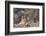 Bengal Tiger, Panthera Tigris Tigris, Bandhavgarh National Park, Madhya Pradesh, India-Kim Sullivan-Framed Photographic Print