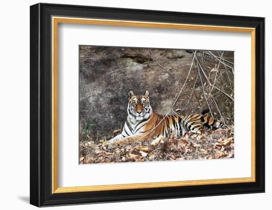 Bengal Tiger, Panthera Tigris Tigris, Bandhavgarh National Park, Madhya Pradesh, India-Kim Sullivan-Framed Photographic Print